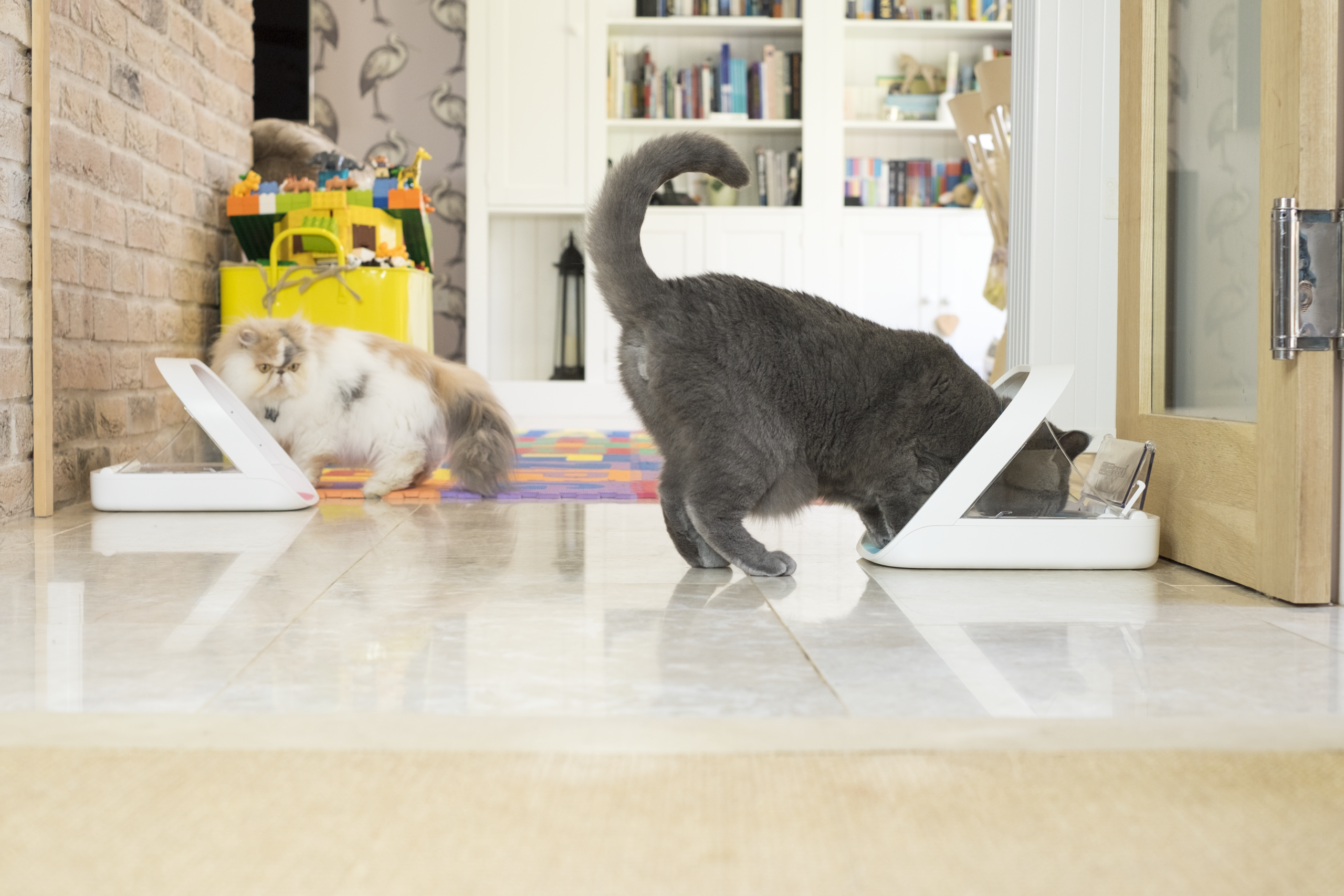 Wait… They Make a Food Bowl That Knows Which Pet Is Eating?! 🐕🐈